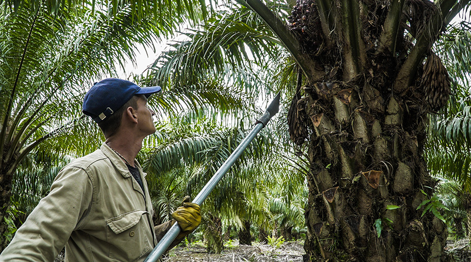 Luis Ángel Rivera, operario en cosecha y recolección de fruto de palma