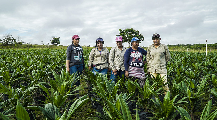 Grupo de mujeres cultivadoras de palma de aceite, Hacienda Macondo, Mapiripán, Meta