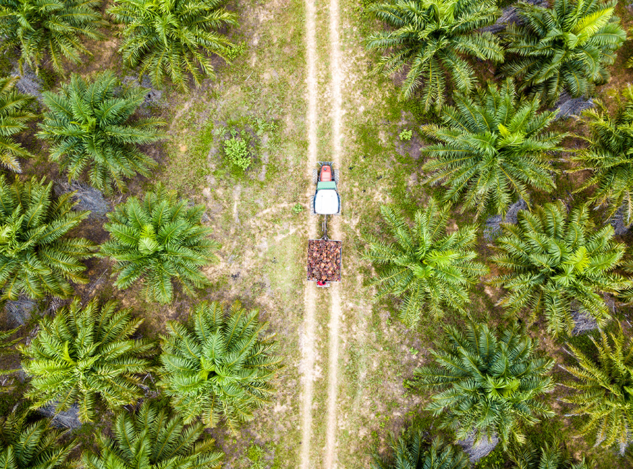 Vista aérea recolección en tractor de fruto de aceite de palma – Hacienda Macondo, Mapiripán, Meta