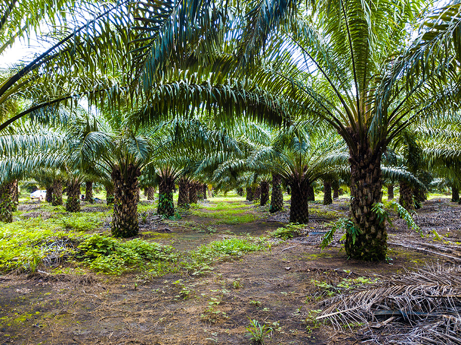 Plantaciones de palma de aceite Hacienda Macondo, Mapiripán, Meta