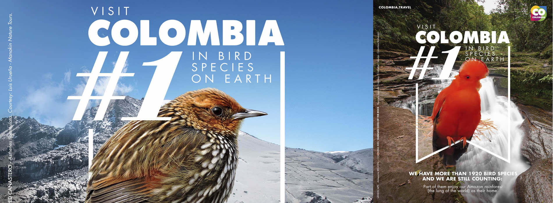 Colombia #1 en especies de aves en el mundo, la nueva campaña para promover el turismo internacional de aves