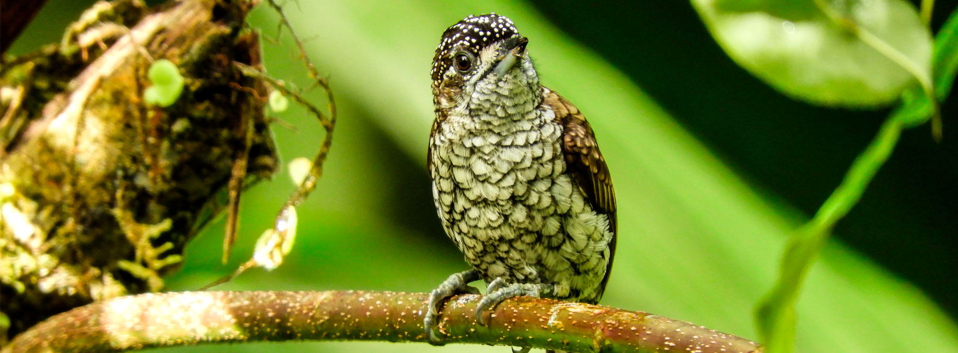 Colombia vuelve a ganar competencia mundial en avistamiento de aves