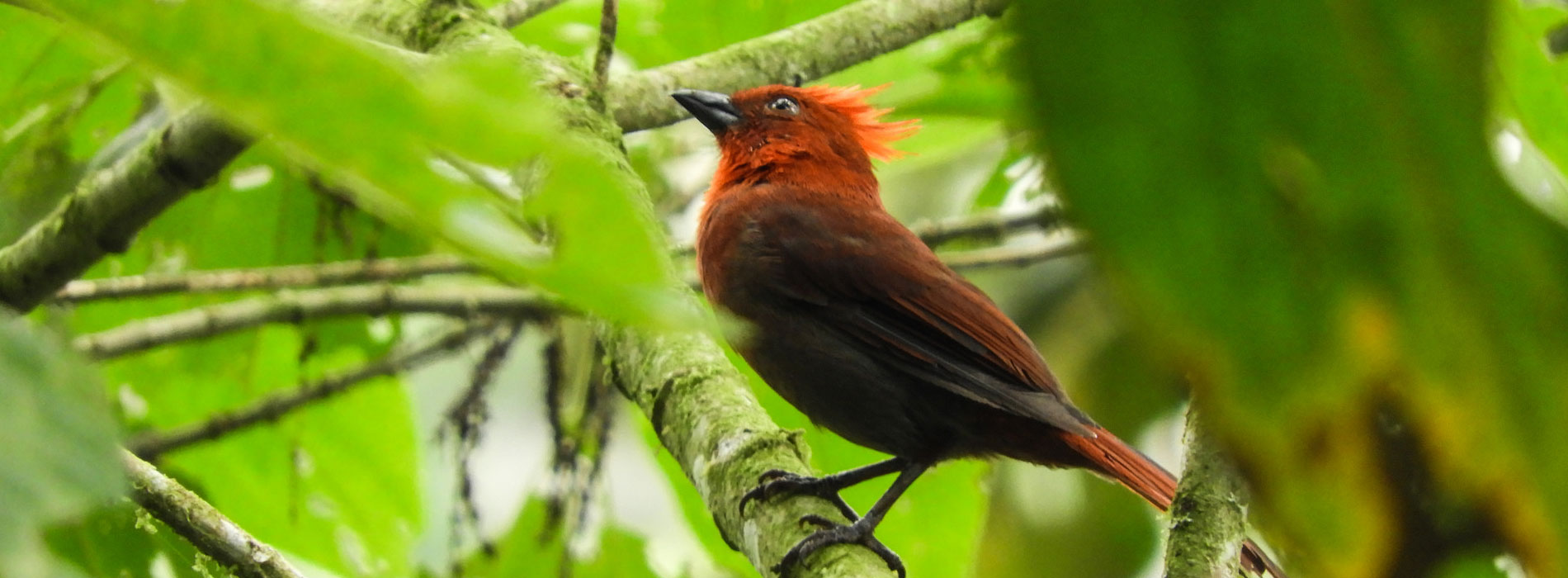 Each year a new bird species is discovered in Colombia. 