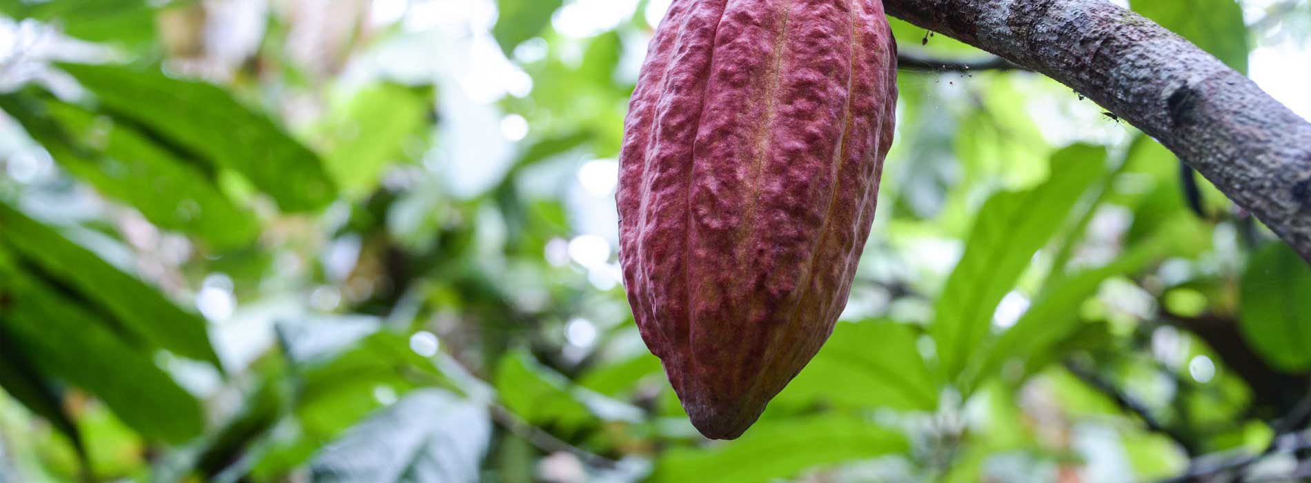 Compradores de Norteamérica, Asia y Europa buscan cacao colombiano