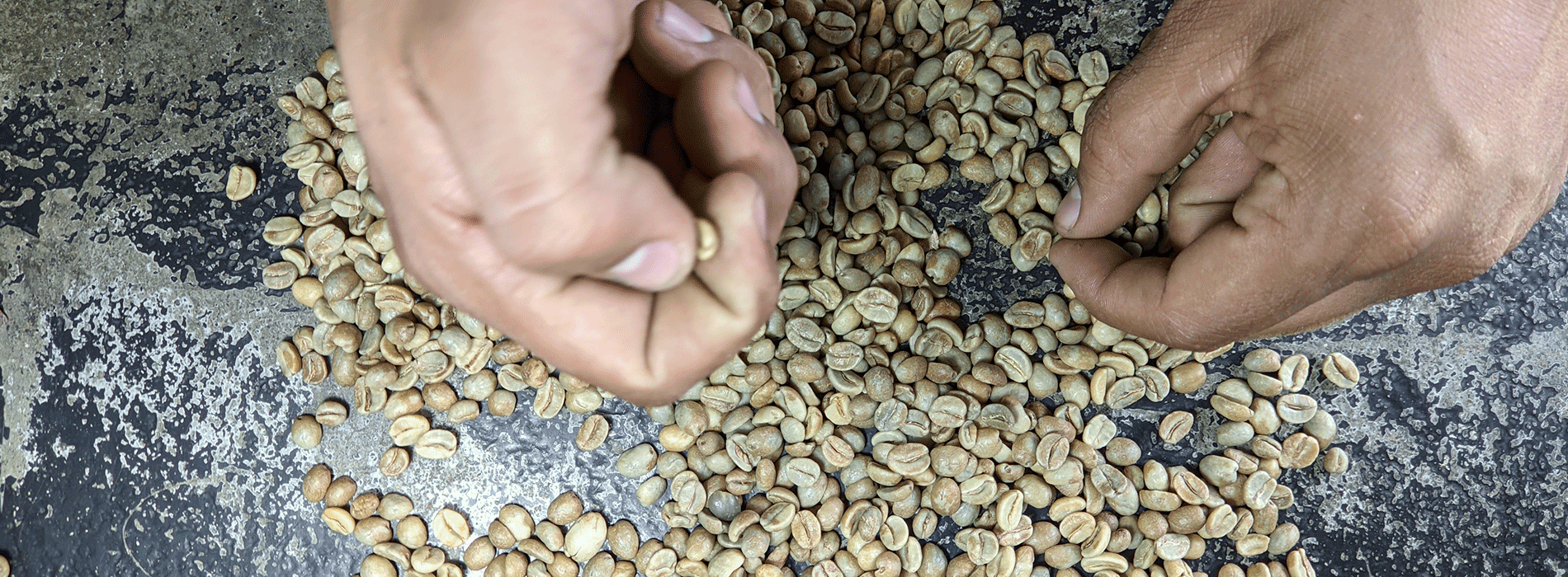 Empresa de café de Santuario, Risaralda, va a la conquista de consumidores ingleses