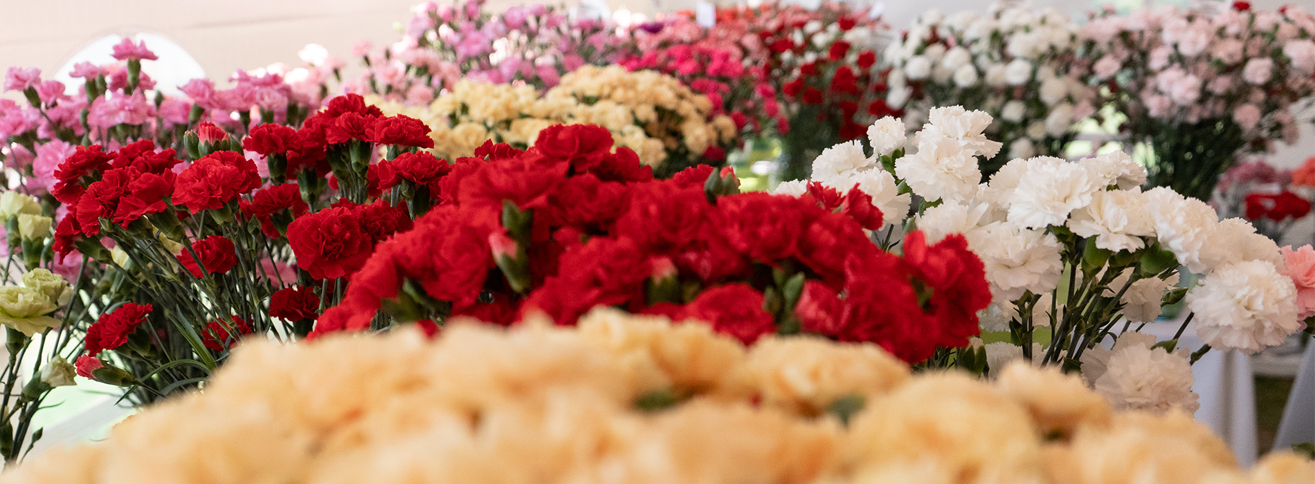 Exportaciones de flores colombianas llegan a la cifra más alta en su historia 
