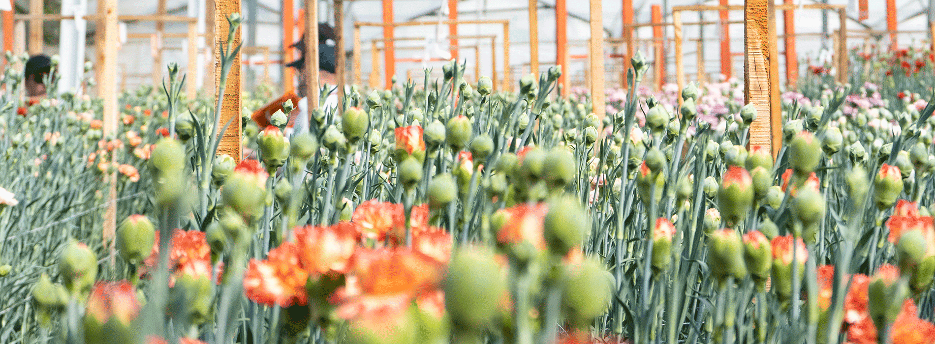 E-commerce, the ally of Colombian flower exports for Valentine's Day