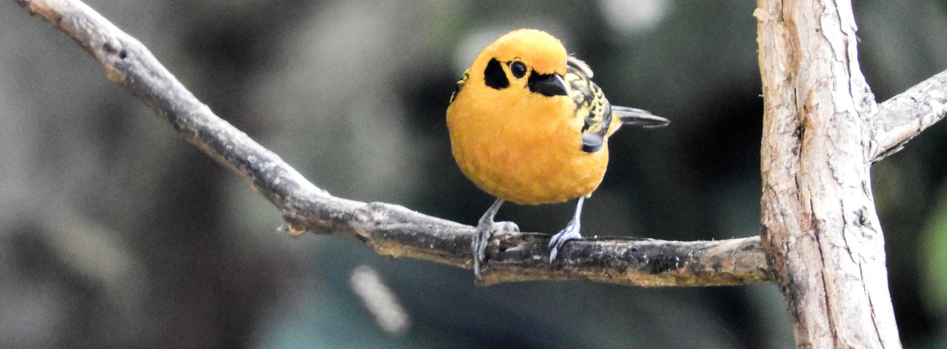 Cada año se descubre una nueva especie de ave en Colombia