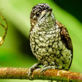 Colombia vuelve a ganar competencia mundial en avistamiento de aves